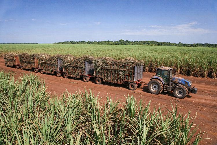 Woye WY2604 260HP 4WD tractor in a sugarcane plantation Woye WY2604 260HP 4WD tractor in a sugarcane plantation